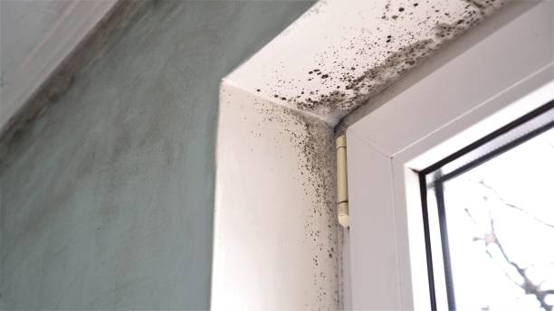 Attic Mold Removal in Sparks, NV