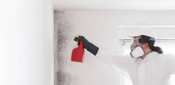 Crawl Space Mold Removal in Sparks, NV