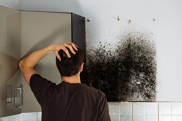Best Toxic Mold Removal  in Sparks, NV
