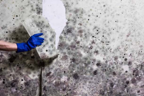 Best Crawl Space Mold Removal  in Sparks, NV