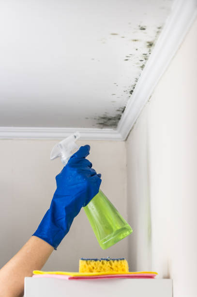 Mold Testing and Removal in Sparks, NV