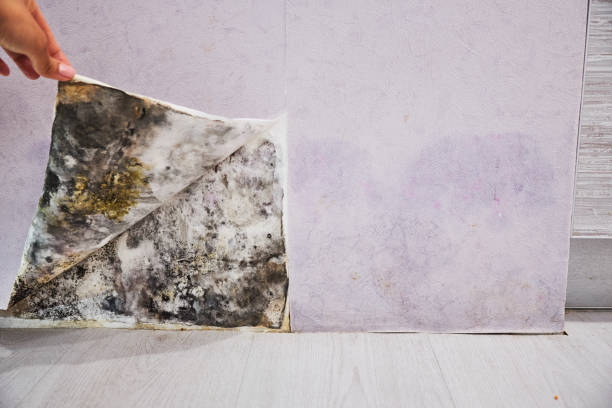 Best Emergency Mold Removal  in Sparks, NV
